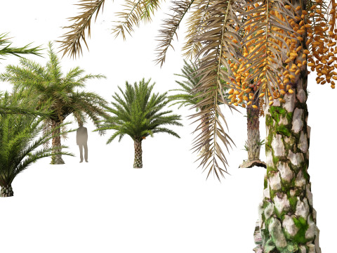 Phoenix sylvestris - Wild Date Palm Model 3D