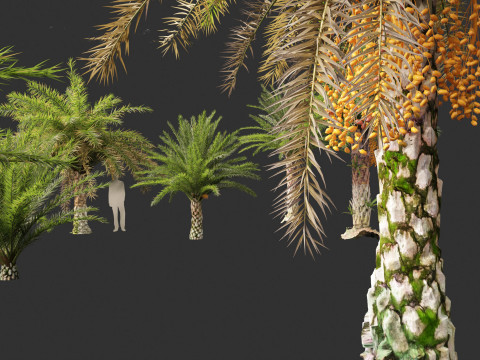 Phoenix sylvestris - Wild Date Palm Model 3D