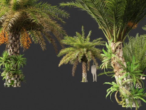 Phoenix sylvestris - Wild Date Palm Model 3D