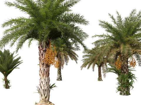 Phoenix sylvestris - Wild Date Palm Model 3D