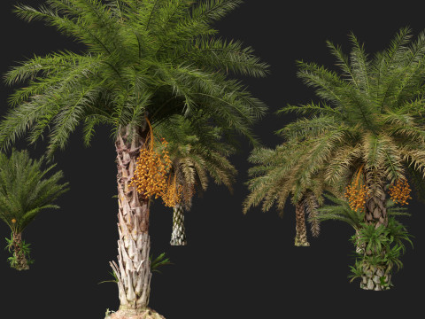 Phoenix sylvestris - Wild Date Palm Model 3D