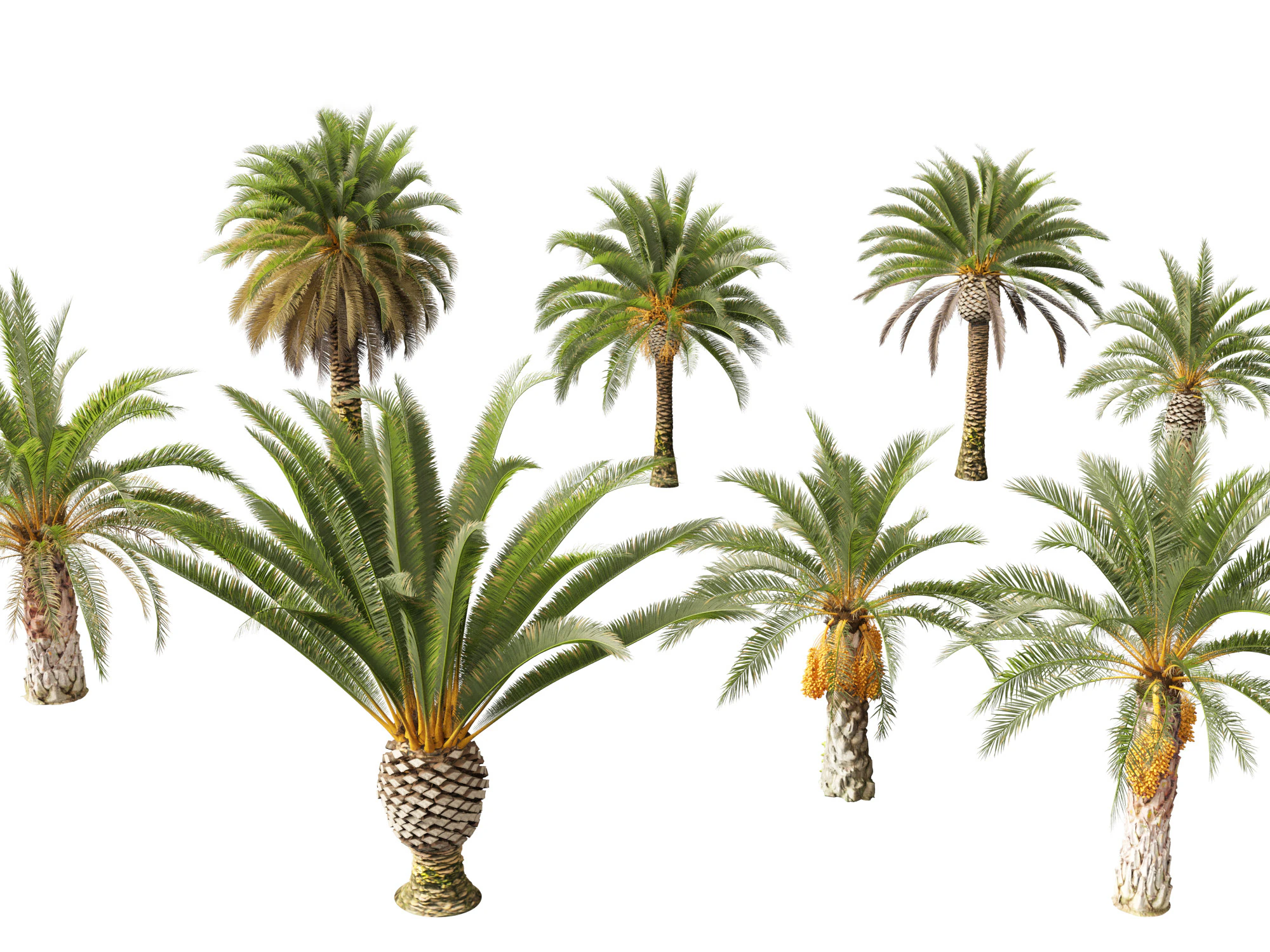 Phoenix canariensis - Canary Island date palm 3D Model .c4d .max .obj .3ds .fbx .stl .blend 