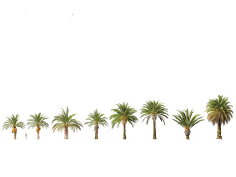 Phoenix canariensis - Canary Island date palm Model 3D