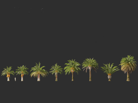 Phoenix canariensis - Canary Island date palm Model 3D