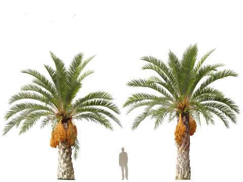 Phoenix canariensis - Canary Island date palm Model 3D