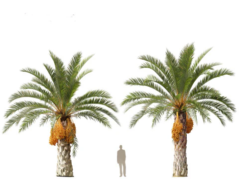 Phoenix canariensis - Canary Island date palm 3D Model