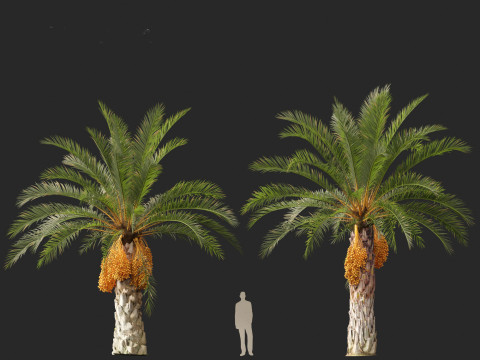 Phoenix canariensis - Canary Island date palm Model 3D