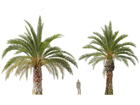 Phoenix canariensis - Canary Island date palm Model 3D
