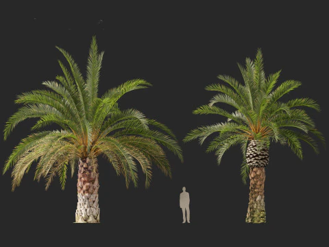 Phoenix canariensis - Canary Island date palm 3D Model