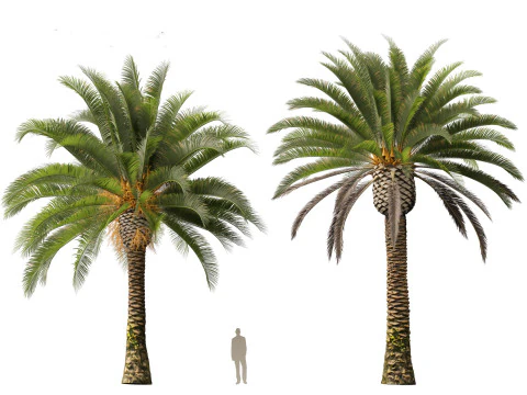 Phoenix canariensis - Canary Island date palm 3D Model