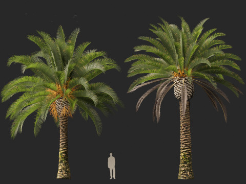 Phoenix canariensis - Canary Island date palm Model 3D