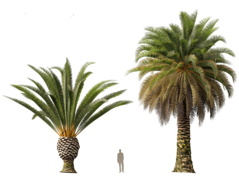 Phoenix canariensis - Canary Island date palm Model 3D