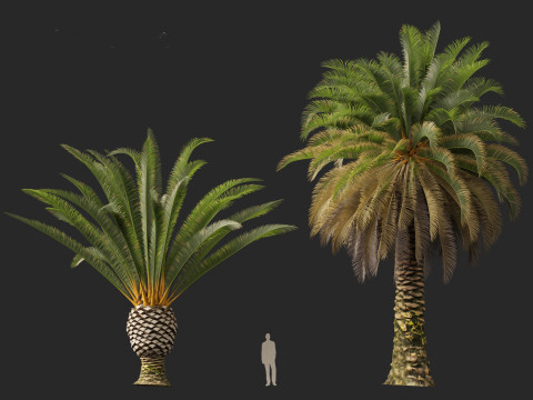 Phoenix canariensis - Canary Island date palm Model 3D