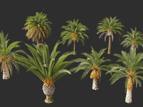 Phoenix canariensis - Canary Island date palm Model 3D