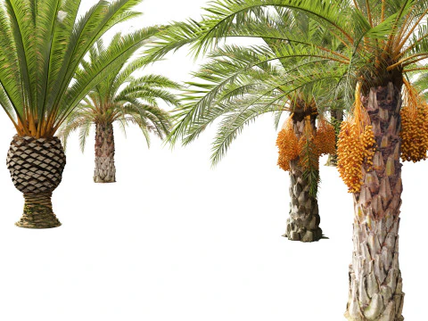 Phoenix canariensis - Canary Island date palm 3D Model