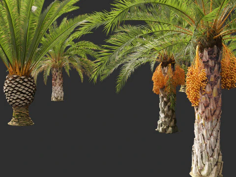 Phoenix canariensis - Canary Island date palm 3D Model