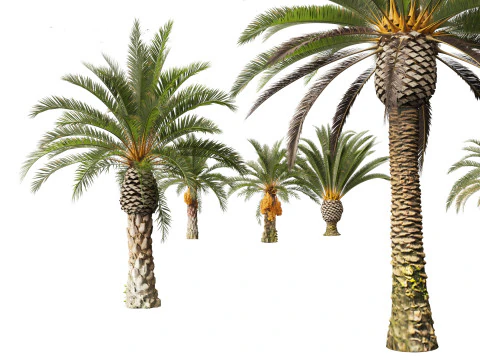 Phoenix canariensis - Canary Island date palm 3D Model