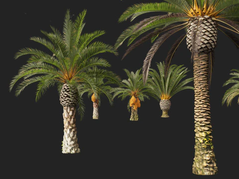 Phoenix canariensis - Canary Island date palm 3D Model