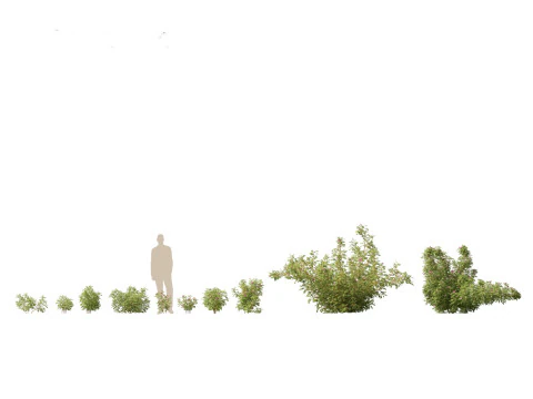 ハマナス - ハマナス 3Dモデル