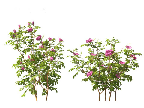 Rosa rugosa - Rugosa rose 3D Model