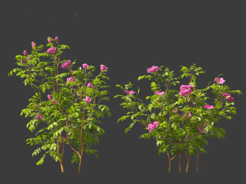 Rosa rugosa - Rugosa rose 3D Model
