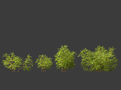 Rosa rugosa - Rugosa rose 3D 模型
