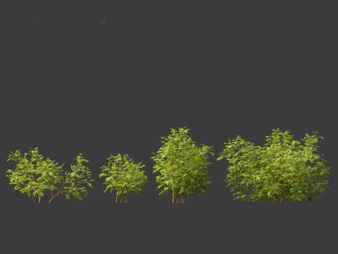 Rosa rugosa - Rugosa rose 3D Model