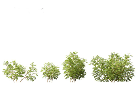 Rosa rugosa - Rugosa rose 3D Model