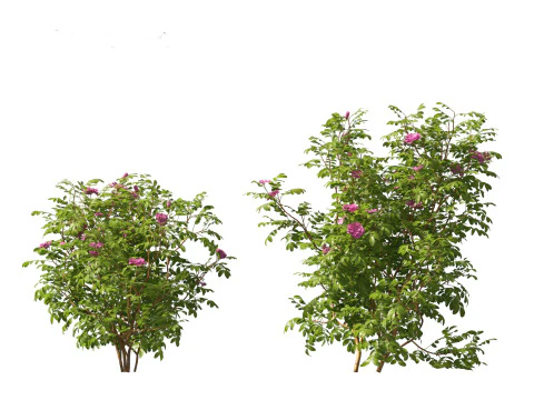 Rosa rugosa - Rugosa rose 3D Model