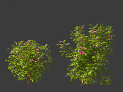 Rosa rugosa - Rugosa rose 3D 模型