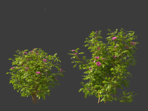 Rosa rugosa - Rugosa rose 3D Model