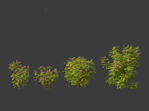 Rosa rugosa - Rugosa rose 3D 模型