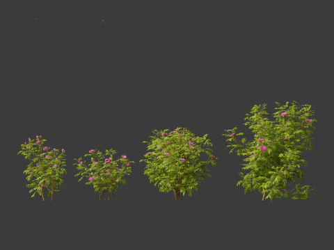 Rosa rugosa - Rugosa rose 3D Model