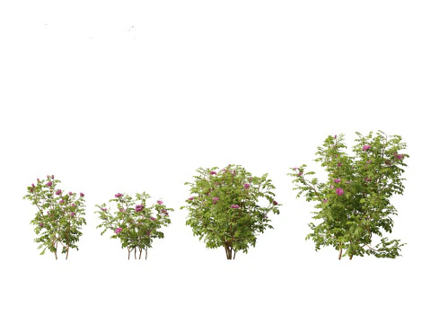 Rosa rugosa - Rugosa rose 3D Model