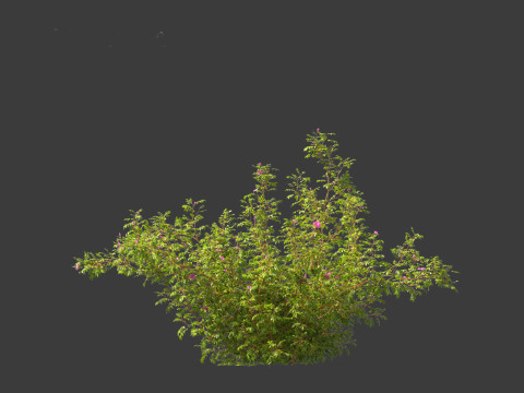 Rosa rugosa - Rugosa rose 3D 模型