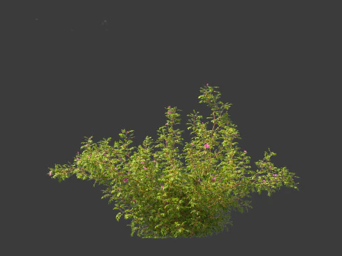 Rosa rugosa - Rugosa rose 3D Model