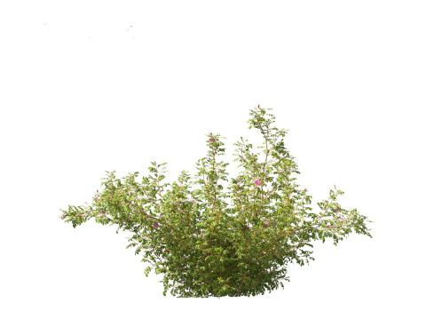 Rosa rugosa - Rugosa rose 3D Model