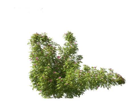 Rosa rugosa - Rugosa rose 3D Model