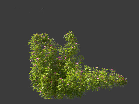 Rosa rugosa - Rugosa rose 3D 模型