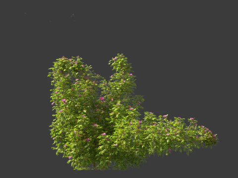 Rosa rugosa - Rugosa rose 3D Model