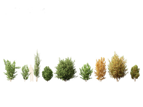 Rhamnus frangula - glossy buckthorn 3D Model