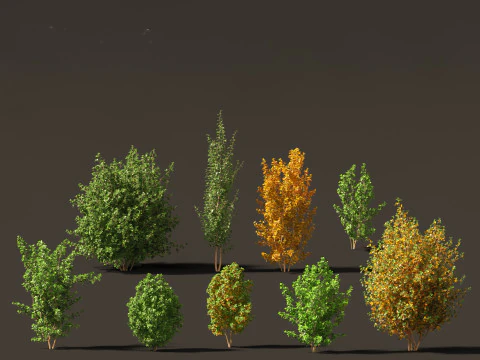 Rhamnus frangula - glossy buckthorn 3D Model