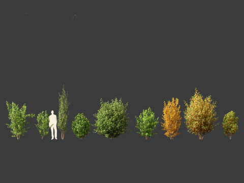 Rhamnus frangula - glossy buckthorn 3D Model