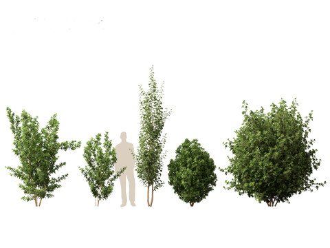 Rhamnus frangula - glossy buckthorn 3D 모델