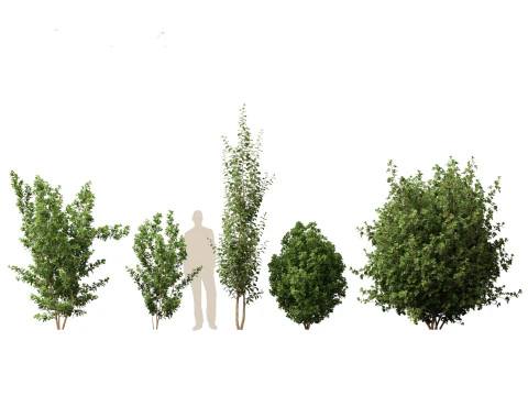 Rhamnus frangula - glossy buckthorn 3D Model