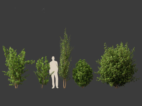 Rhamnus frangula - glossy buckthorn 3D Model