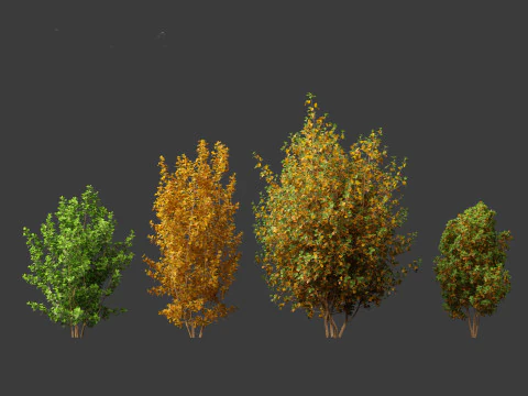 Rhamnus frangula - glossy buckthorn 3D Model