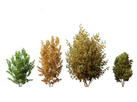 Rhamnus frangula - glossy buckthorn 3D Model