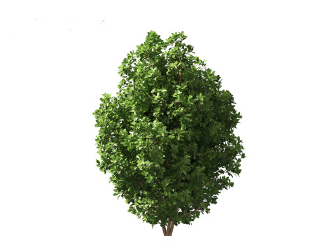 Rhamnus frangula - glossy buckthorn 3D 모델