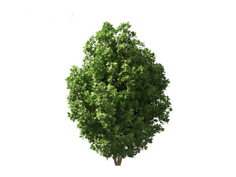 Rhamnus frangula - glossy buckthorn 3D Model